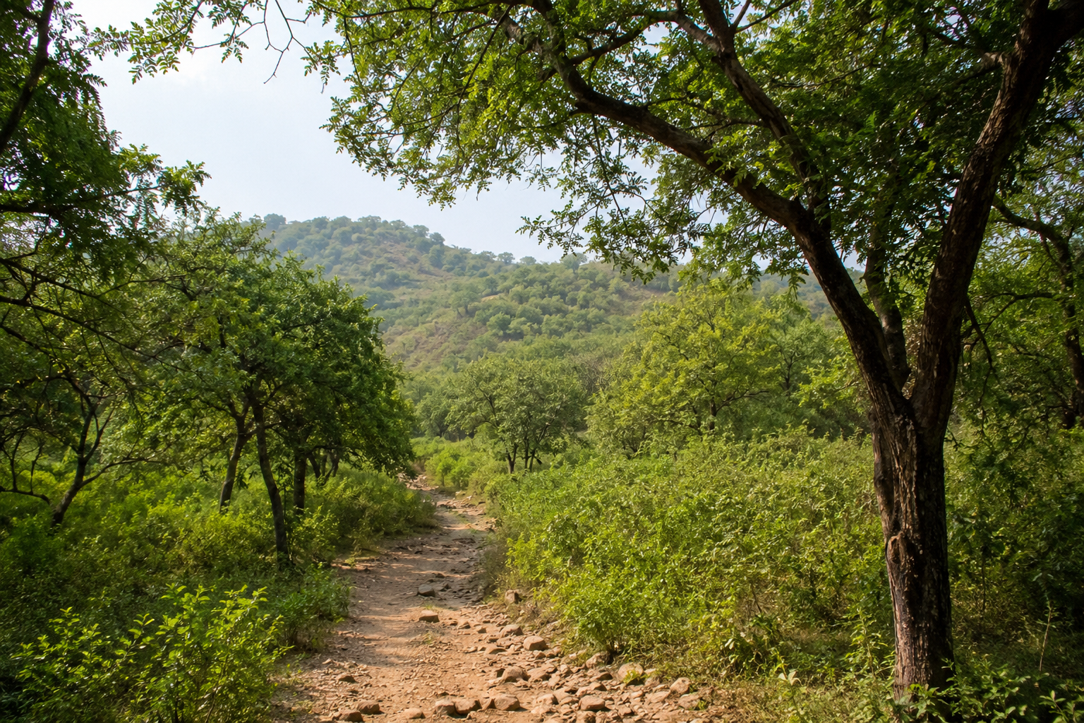 Delhi Ridge Forest walking trail with lush green trees in Delhi